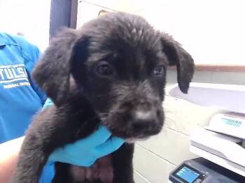 Pit Bull Terrier Dogs Available for Adoption in Tulsa, Oklahoma - TOOL BUCKET | PetCurious