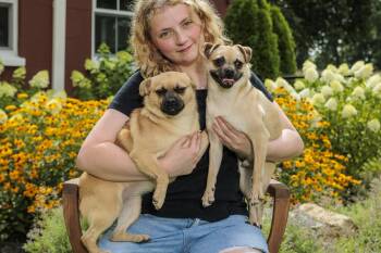 Rescue Pug Dogs for Adoption in Chester Springs, Pennsylvania - Homer & Holly | PetCurious