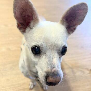 Chihuahua Dogs Available for Adoption in San Francisco, California - Swiss 13938 | PetCurious