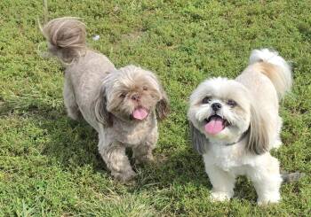 Ruby Female & Stormy Male -  Shih Tzu Dog for Adoption in Terre Haute, Indiana - Ruby Female & Stormy Male | PetCurious
