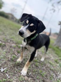 Labrador Retriever and Terrier Dogs Available for Adoption in Mico, Texas - Phineas  | PetCurious
