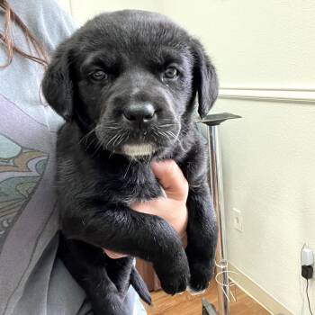 Shepherd Dogs Available for Adoption in Fayetteville, Arkansas - Lily | PetCurious