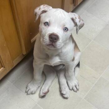 Princess -  Pit Bull Terrier and Mixed Breed Dog for Adoption in Dayton, Ohio - Princess | PetCurious