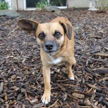 Chihuahua Dogs Available for Adoption in Mckean, Pennsylvania - Tooter | PetCurious