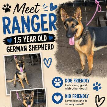 Ranger-CS-26-18636 -  German Shepherd Dog Dog for Adoption in Anahuac, Texas - Ranger-CS-26-18636 | PetCurious