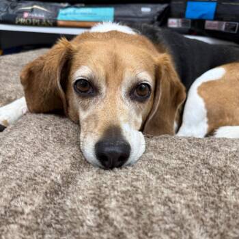 Iyanna -  Beagle Dog for Adoption in Fairfax Station, Virginia - Iyanna | PetCurious