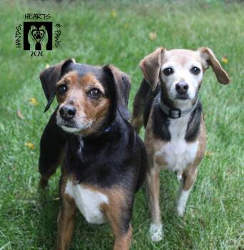 Paige & Whinnie (bonded pair) -  Beagle Dog for Adoption in Omaha, Nebraska - Paige & Whinnie (bonded Pair) | PetCurious