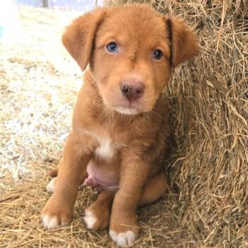 Belgian Shepherd Sheepdog Dogs Available for Adoption - Remi | PetCurious