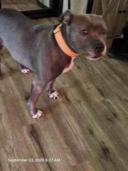 EVIE -  American Staffordshire Terrier Dog for Adoption in San Antonio, Texas - EVIE | PetCurious