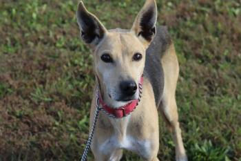 Rescue Hound Dogs for Adoption in Ionia, Michigan - Kelly | PetCurious