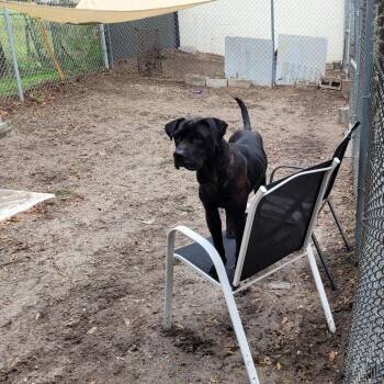 Pit Bull Terrier Dogs Available for Adoption - Blue | PetCurious