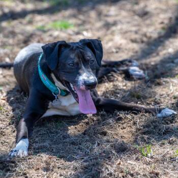 Cosmo *Bonded w/ Rigs* -  Mixed Breed Dog for Adoption in Kennebunk, Maine - Cosmo *Bonded W/ Rigs* | PetCurious