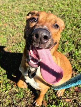 Copper -  Labrador Retriever Dog for Adoption in Chattanooga, Tennessee - Copper | PetCurious
