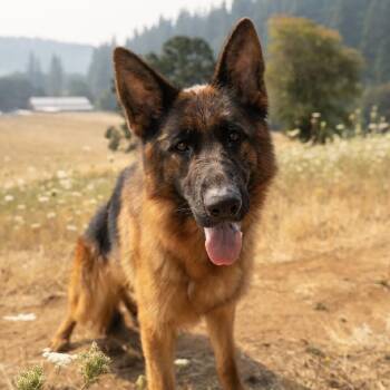 Aurora -  German Shepherd Dog and Mixed Breed Dog for Adoption in Portland, Oregon - Aurora | PetCurious
