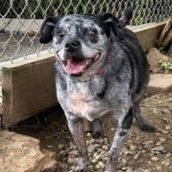 Gonzo -  Mixed Breed Dog Available for Adoption in Knoxville, Tennessee - Gonzo | PetCurious