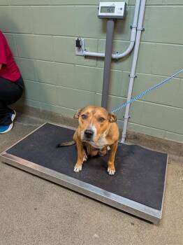 SATURN -  Mixed Breed Dog for Adoption in Jacksonville, Florida - SATURN | PetCurious
