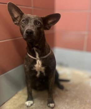MARLA -  Staffordshire Bull Terrier and Mixed Breed Dog for Adoption in Houston, Texas - MARLA | PetCurious
