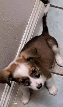 Rescue Shepherd Dogs for Adoption in Mentone, California - Maize | PetCurious