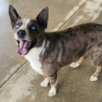 Catahoula Leopard Dog and Australian Cattle Dog Blue Heeler Dogs Available for Adoption in Fort Collins, Colorado - Harper | PetCurious