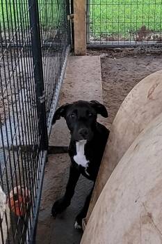 Rescue Labrador Retriever and Weimaraner Dogs for Adoption in Muskogee, Oklahoma - Athena | PetCurious