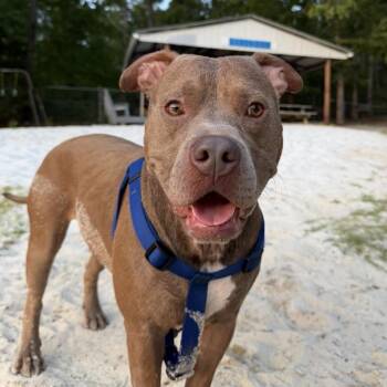 St. Luke -  Pit Bull Terrier Dog for Adoption in Columbia, South Carolina - St. Luke | PetCurious