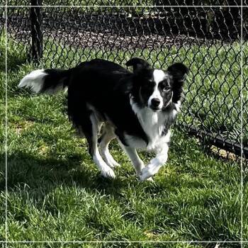 Border Collie Dogs Available for Adoption in Fort Wayne, Indiana - Bella | PetCurious
