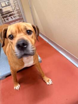 Mixed Breed Dogs Available for Adoption in Douglasville, Georgia - Muffin | PetCurious