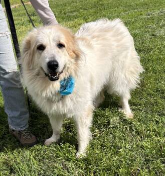 Rescue Great Pyrenees Dogs for Adoption in Woodland, California - Dinky | PetCurious