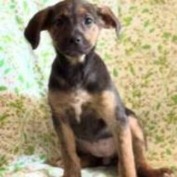 Perry -  Labrador Retriever and Mixed Breed Dog for Adoption in Wilmington, Delaware - Perry | PetCurious