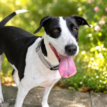 Charity -  Labrador Retriever and Bull Terrier Dog for Adoption in San Antonio, Texas - Charity | PetCurious