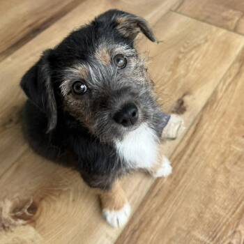 Mixed Breed Dogs Available for Adoption in Hilton, New York - Honey | PetCurious