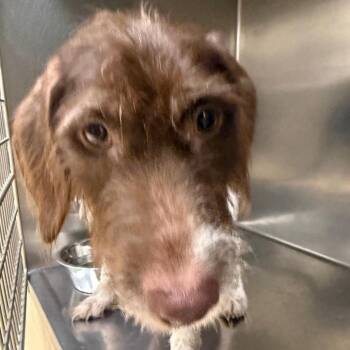 Annie -  Mixed Breed Dog for Adoption in Winston-salem, North Carolina - Annie | PetCurious