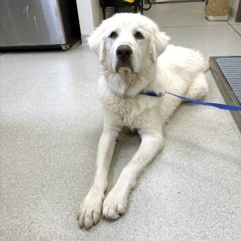 Roman -  Great Pyrenees Dog for Adoption in Franklin, Tennessee - Roman | PetCurious