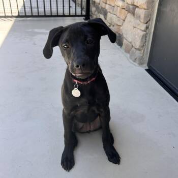 Fern 22559 -  Mixed Breed Dog for Adoption in Cumming, Georgia - Fern 22559 | PetCurious