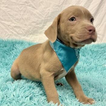 Cabbage Patch -  Mixed Breed Dog for Adoption in Canal Winchester, Ohio - Cabbage Patch | PetCurious