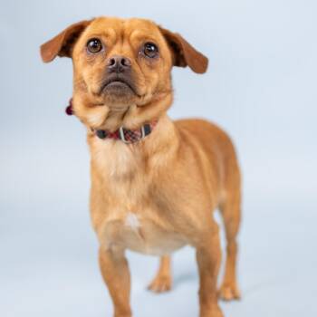 Chihuahua Dogs Available for Adoption in Portland, Oregon - Benji | PetCurious