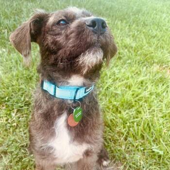 Professor Milo Thatch -  Wirehaired Terrier and Border Terrier Dog for Adoption in New Orleans, Louisiana - Professor Milo Thatch | PetCurious