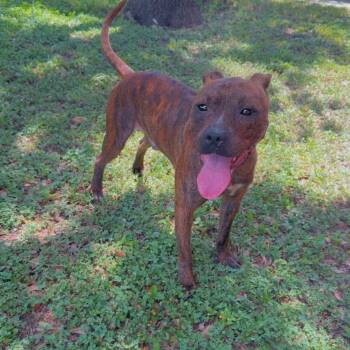 Rescue Boxer Dogs for Adoption in Harlingen, Texas - Jude | PetCurious