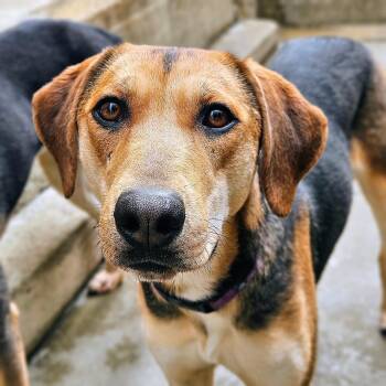 German Shepherd Dog and Coonhound Dogs Available for Adoption in Chicago, Illinois - Shelby(REDUCED FEE) | PetCurious
