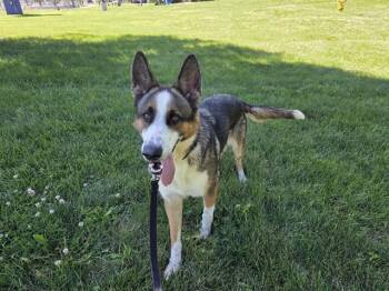YARA -  Husky and Mixed Breed Dog for Adoption in Omaha, Nebraska - YARA | PetCurious