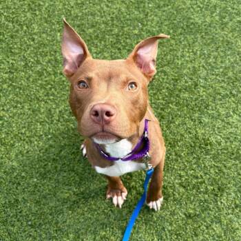 Rivet -  Mixed Breed Dog for Adoption in Pittsburgh, Pennsylvania - Rivet | PetCurious