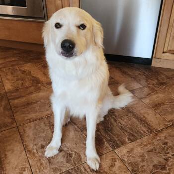 Jessica -  Great Pyrenees and Golden Retriever Dog for Adoption in Lafayette, California - Jessica | PetCurious