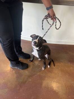 Rescue Mixed Breed Dogs for Adoption in New Orleans, Louisiana - Poppa Beasley | PetCurious