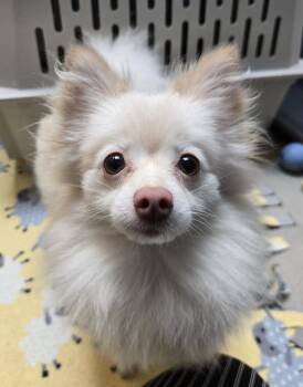 Keeva -  Pomeranian and Chihuahua Dog for Adoption in Bellingham, Washington - Keeva | PetCurious