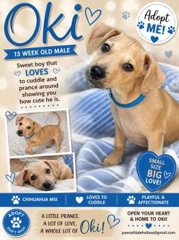 Oki ............ in the northeast -  Chihuahua Dog for Adoption in Byrdstown, Tennessee - Oki ............ In The Northeast | PetCurious