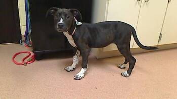 Pit Bull Terrier Dogs Available for Adoption in Cookeville, Tennessee - CHALET | PetCurious