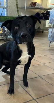 Mixed Breed Dogs Available for Adoption - Zorby | PetCurious