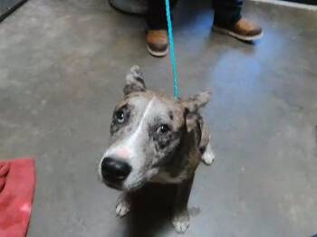 ROSS -  Australian Cattle Dog Blue Heeler and Mixed Breed Dog for Adoption in Tulsa, Oklahoma - ROSS | PetCurious