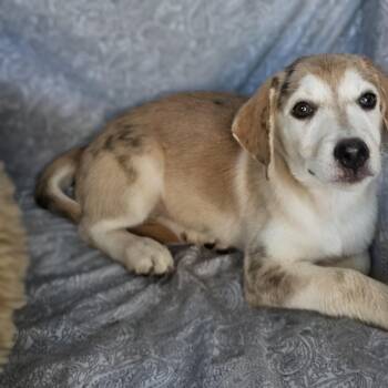 Penelope -  Dachshund Dog for Adoption in Cleveland, Texas - Penelope | PetCurious