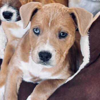 Rescue Yellow Labrador Retriever Dogs for Adoption in Sylvania, Georgia - Chocolate Chunk Corn | PetCurious